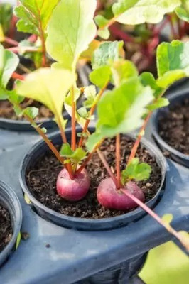 Aro Beetroot Seed(178 per packet)
