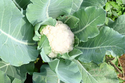 Infintegreen white cauliflower,gobhee seeds Seed(15 per packet)