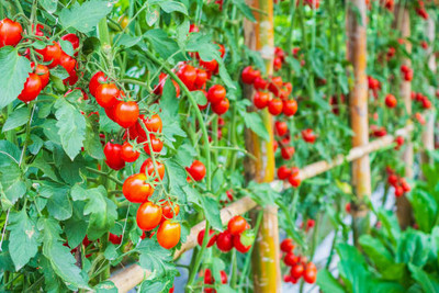 lodhi tomato Seed(135 per packet)