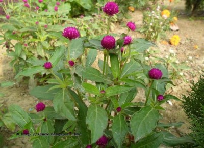 BSARKAR globe amaranth flower seed Seed(50 per packet)