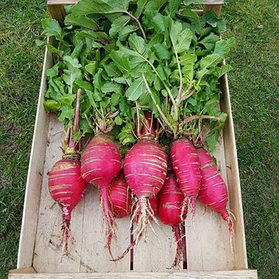 CYBEXIS Hybrid Radish China Rose Seeds600 Seeds Seed(600 per packet)