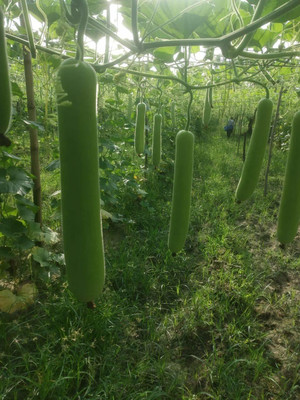 VibeX ® VMR-286 F1 Hybrid Bottle Gourd Long Seeds Seed(50 per packet)