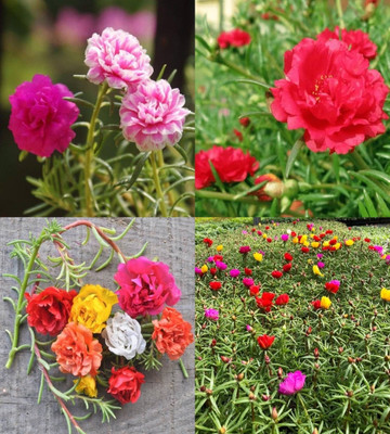 ibains portulaca mixed flower seeds garden pack bij 69 Seed(69 per packet)