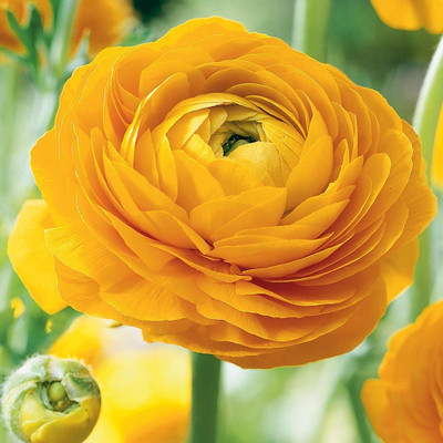 Epazo Buttercup/Ranunculus (Snow White) Imported and Healthy Flower Bulbs Seed(9 per packet)