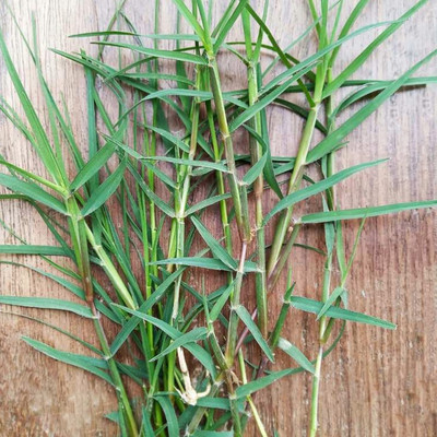 N.G.M. AGROCARE Indian Durva Grass Seed(5 g)