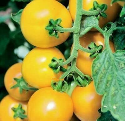 Biosnyg Organic Yellow Perfection Tomato Seeds for Home Gardening - (1000 Seeds) Seed(1000 per packet)