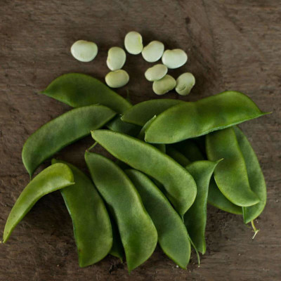 WATIKA BUSH LIMA BEAN Seed(400 per packet)