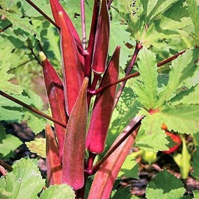 VibeX GBPUT-27 - Burgundy Red Okra - (450 Seeds) Seed(450 per packet)