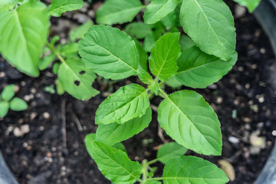 LPR TULSI, BASIL SEEDS Seed(50 per packet)