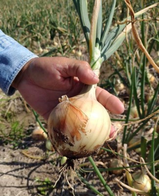 Quentova Golden Organic Onion-XIL-4H Seed(200 per packet)