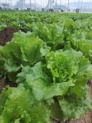 CYBEXIS Planting Heirloom Non-GMO Lettuce Seeds1000 Seeds Seed(1000 per packet)