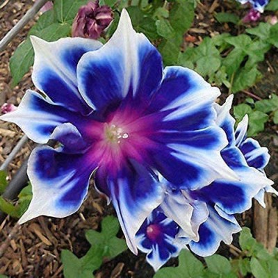 VibeX TLX-41 - Morning Glory Beautiful Perennial Flowers - (100 Seeds) Seed(100 per packet)