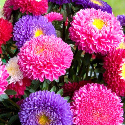 Aywal Aster Princess Mixed Flower Seed(10 per packet)