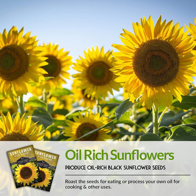 WILLVINE LX-405 Black Russian Sunflower Seed Seed(200 per packet)