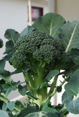 KNESSiN Broccoli Diplomat Seed(200 per packet)