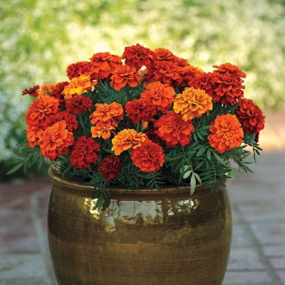 ibains Marigold flower seeds for winter Seed(77 per packet)