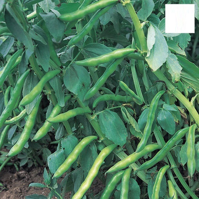 Quentova Broad Bean Aquadulce Claudia-KGF Seed(50 per packet)