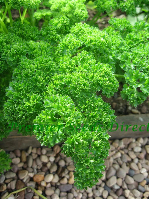 SOWCAN Herb - Parsley – Triple Moss Curled Seed(100 per packet)