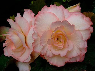Qualtivate VVI-123 Imporetd Begonia Double Flowers Seeds Seed(25 per packet)