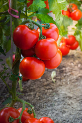 KDA tomato Seed(115 per packet)