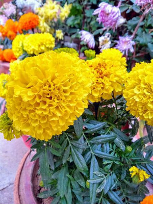 KANAYA marigold/gende ka phool flower seeds Seed(75 per packet)
