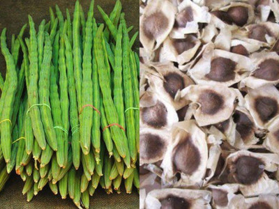 Quentova Vegetable DRUMSTICK Organic Moringa Oleifera-RXI-2N Seed(100 per packet)