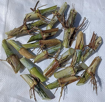 BDSresolve super napier grass stick for plantation Seed(65 per packet)