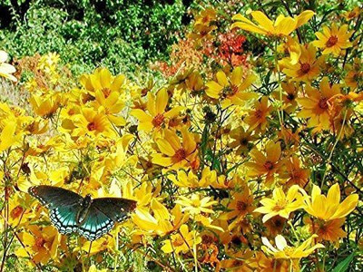 VibeX ® LXI-390 Swamp Marigold Seeds Seed(500 per packet)