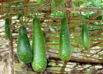 Pihu fram Bottle guard seeds Seed(60 per packet)