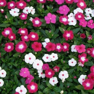 Lorvox Hybrid Imported Vinca Flower Seed(25 per packet)
