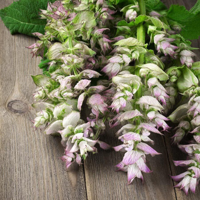 Qualtivate HYB-2A Clary Sage - Bluish-White Seed(100 per packet)