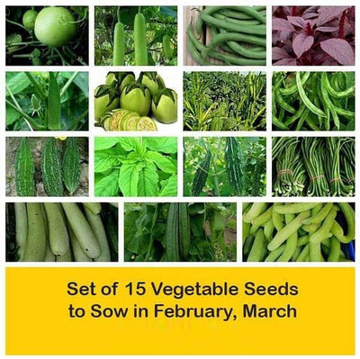 CYBEXIS Combo of 15 Vegetable Seeds to Sow in February, March Seed(10 g)