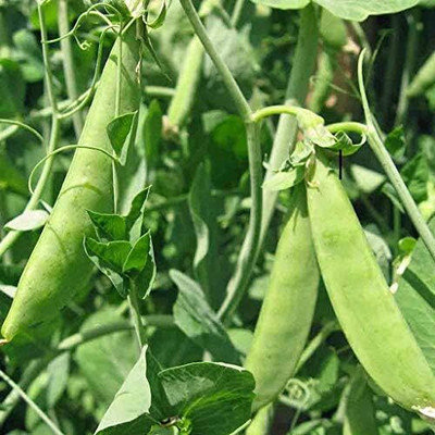 KNESSiN Mammoth Sugar Snow Pea Seed(500 per packet)