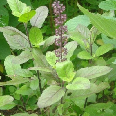 CRGO BASIL , TULSI Seed(20 per packet)