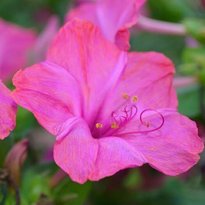 Biosnyg YRS-76 Bird and Butterfly Wildflower-[50 Seeds] Seed(50 per packet)