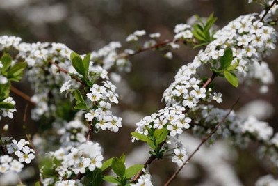 MAA gypsophila flower Seed(50 per packet)
