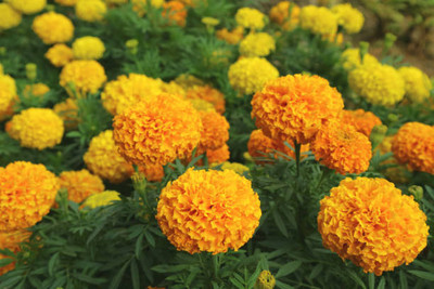 KRITHARTH marigold/gende ka phool flower seeds Seed(50 per packet)
