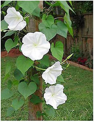 CYBEXIS LX-64 - Morning Glory White Evening Bloom Climbing Vine Upto 15' - (100 Seeds) Seed(100 per packet)