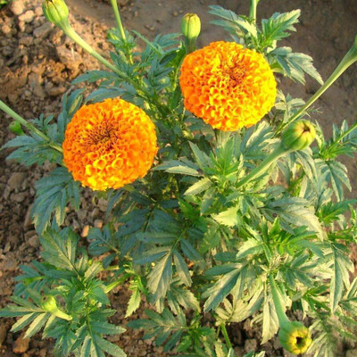 Avysa African Marigold Seeds | Non-GMO | Fresh Garden Seeds Orange Seed(100 per packet)