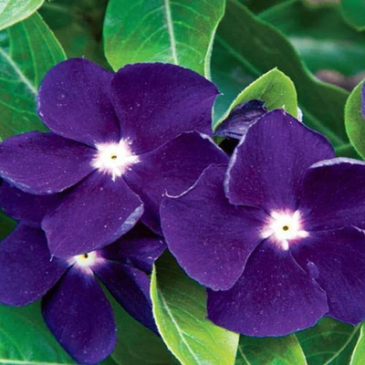 CORUS Vinca Sunstorm Purple Periwinkle Flower Seed(80 per packet)