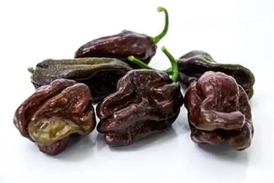 KNESSiN Hybrid Habanero Chocolate Chilli Vegetable Seeds for Garden-(1200 Seeds) Seed(1200 per packet)