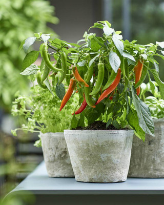 DEYS AGRO ™ f1 hybrid green chilli seeds,highest yield Suitable for indoor Seed(470 per packet)