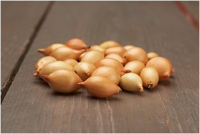 Biosnyg Non GMO Corrado Onion Vegetable Seeds For Gardening-(3000 Seeds) Seed(3000 per packet)