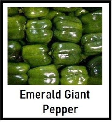 Biosnyg Disease-Resistant Giant Green Capsicum Vegetable Seeds for Garden-(200 Seeds) Seed(200 per packet)