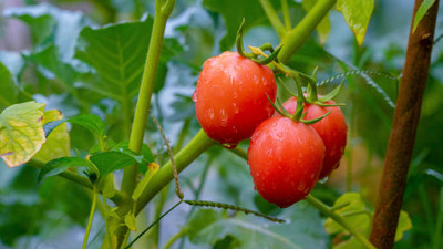 Kritanjali Creations tomato Seed(65 per packet)