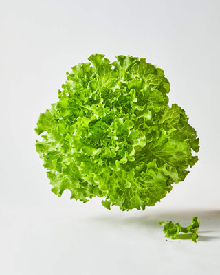 Mozette Organic lettuce curly Seed(50 per packet)