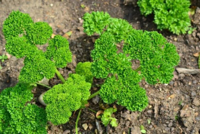 Quentova Herb - Parsley triple moss curled-KGF-3U Seed(100 per packet)