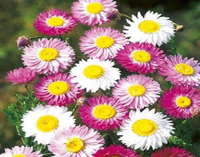 CYBEXIS ACROCLINUM ROSEUM SEEDS400 Seeds Seed(400 per packet)