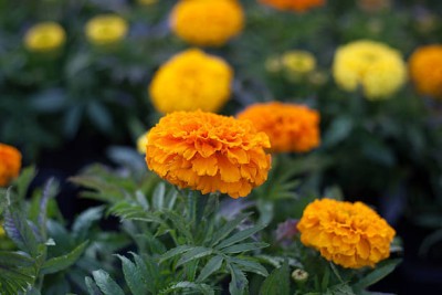 Ansaldo Energia marigold,gende ka phool seeds Seed(22 per packet)