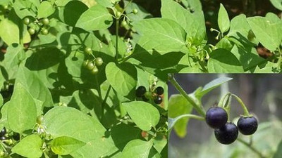 Qualtivate PUA-6A Black Knight shade Spinach seeds Seed(50 per packet)